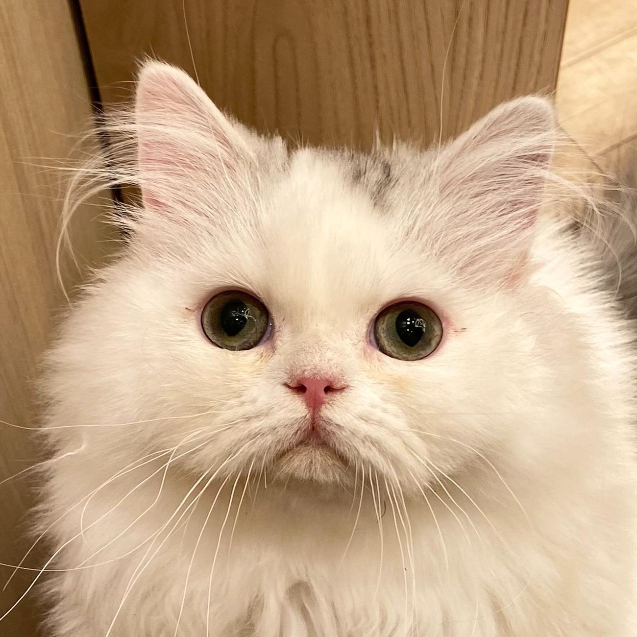 わたげ